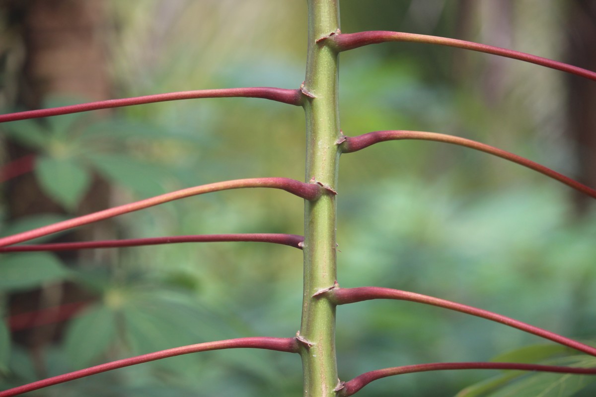 Manihot esculenta Crantz